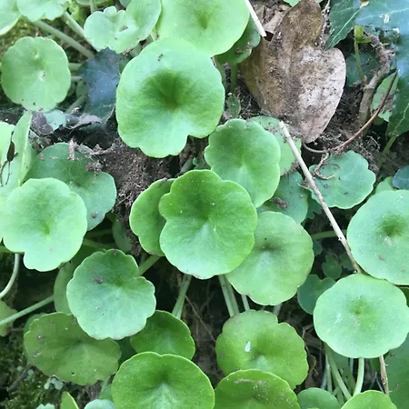 Pensión La Maison Dans La Foret *