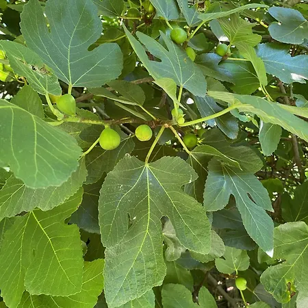 La Maison Dans La Foret