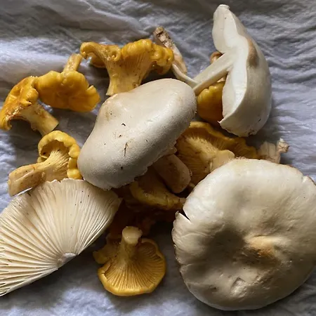 La Maison Dans La Foret Vabre