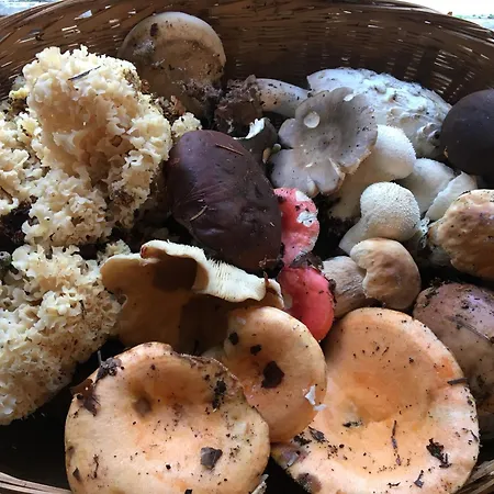 La Maison Dans La Foret Vabre