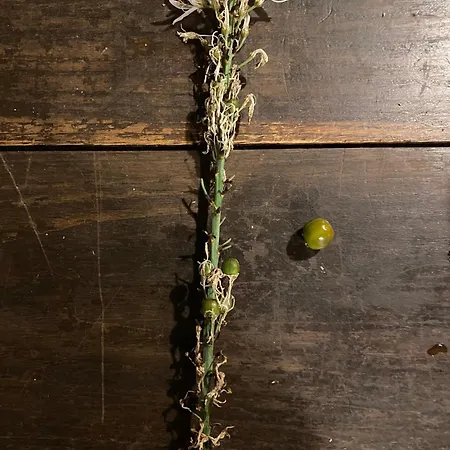 Maison d'hôtes La Maison Dans La Forêt Vabre