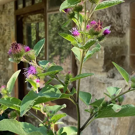 La Maison Dans La Forêt * Vabre