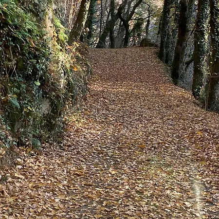 La Maison Dans La Foret Vabre