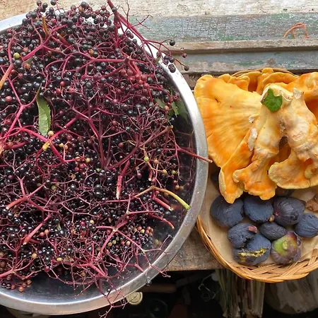 La Maison Dans La Forêt